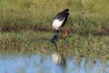 Black-Necked Stork & x28;Ephippiorhynchus asiaticus& x29; Queensland , Australia Royalty Free Stock Photo