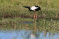 Black-Necked Stork & x28;Ephippiorhynchus asiaticus& x29; Queensland , Australia Royalty Free Stock Photo