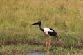 Black-Necked Stork & x28;Ephippiorhynchus asiaticus& x29; Queensland , Australia Royalty Free Stock Photo