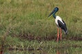 Black-Necked Stork & x28;Ephippiorhynchus asiaticus& x29; Queensland , Australia Royalty Free Stock Photo
