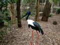 Black-necked stork..