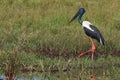 Black-Necked Stork & x28;Ephippiorhynchus asiaticus& x29; Queensland , Australia Royalty Free Stock Photo