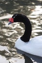 Black Necked Swan Royalty Free Stock Photo