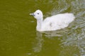 Black-Necked Swan Chick Swimming Royalty Free Stock Photo