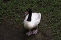 Black Necked Swan Cygnus melancoryphus Royalty Free Stock Photo