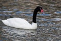 Black-necked Swan, Cygnus melancoryphus Royalty Free Stock Photo