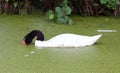 Black necked swan Cygnus melancoryphus Royalty Free Stock Photo