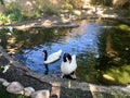 Black Necked Swan Cygnus melancoryphus Royalty Free Stock Photo