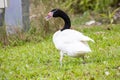 The black-necked swan (Cygnus melancoryphus) Royalty Free Stock Photo