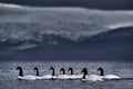 Black-necked swan, Cygnus melancoryphus, in sea water, snowy mountain in the background, Puerto Natales, Patagonia, Chile. Swans Royalty Free Stock Photo