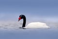 Black-necked swan, Cygnus melancoryphus, in sea water, snowy mountain in the background, Puerto Natales, Patagonia, Chile. Swans Royalty Free Stock Photo