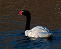 The black-necked swan, Cygnus melancoryphus Royalty Free Stock Photo