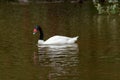 Black-necked Swan (Cygnus Melancoryphus) swimming Royalty Free Stock Photo