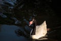 Black-necked swan Cygnus melancoryphus swims Royalty Free Stock Photo