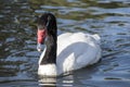 Black Necked Swan Cygnus Melancoryphusa Royalty Free Stock Photo