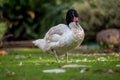 Black necked swan Cygnus melanocoryphus Royalty Free Stock Photo