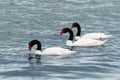 Black-necked swan (Cygnus melanocoryphus) Royalty Free Stock Photo