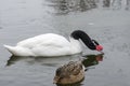 Black-necked Swan, Cygnus melanocoryphus, swims on the lake in winter Royalty Free Stock Photo