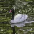 Black necked swan Royalty Free Stock Photo