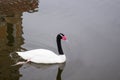Black-necked swan on monastery pond
