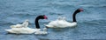 Black-Necked Swan Pair Royalty Free Stock Photo