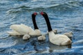 Black-Necked Swan Pair