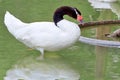 Black-Necked Swan Profile