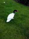 Black necked swan Royalty Free Stock Photo
