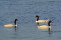 Black necked Swan swimming in a lagoon, La Pampa Province, Royalty Free Stock Photo