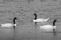 Black necked Swan swimming in a lagoon, La Pampa Province, Royalty Free Stock Photo