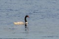 Black necked Swan swimming in a lagoon, Royalty Free Stock Photo