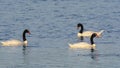 Black necked Swan swimming in a lagoon, Royalty Free Stock Photo