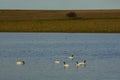 Black necked Swan swimming in a lagoon, Royalty Free Stock Photo