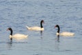 Black necked Swan swimming in a lagoon, Royalty Free Stock Photo