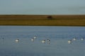 Black necked Swan swimming in a lagoon, La Pampa Province, Royalty Free Stock Photo