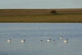 Black necked Swan swimming in a lagoon, Royalty Free Stock Photo