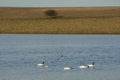 Black necked Swan swimming in a lagoon, La Pampa Province, Royalty Free Stock Photo