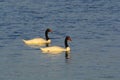 Black necked Swan swimming in a lagoon, La Pampa Province, Royalty Free Stock Photo