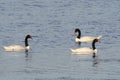 Black necked Swan swimming in a lagoon, Royalty Free Stock Photo