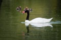 Black necked swan swimming in a lake Royalty Free Stock Photo