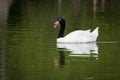 Black necked swan swimming in a lake Royalty Free Stock Photo