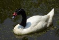 A Black-necked Swan swimming on a lake Royalty Free Stock Photo
