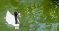 Black-Necked Swan Swimming Above Side Profile Royalty Free Stock Photo