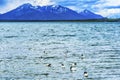 Black-necked Swans Harbon Snow Mountains Punta Natales Chile