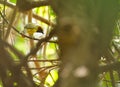 A Black-necked Weaver in dense forest Royalty Free Stock Photo