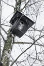 Black nesting box hanging on the birch tree in wintertime