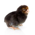 Black newborn chicken on reflective white