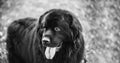 Black Newfoundland Dog Portrait. Black And White Colors Royalty Free Stock Photo