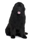 Black Newfoundland dog sitting and panting Royalty Free Stock Photo