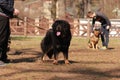 Black newfoundland dog in the training lesson